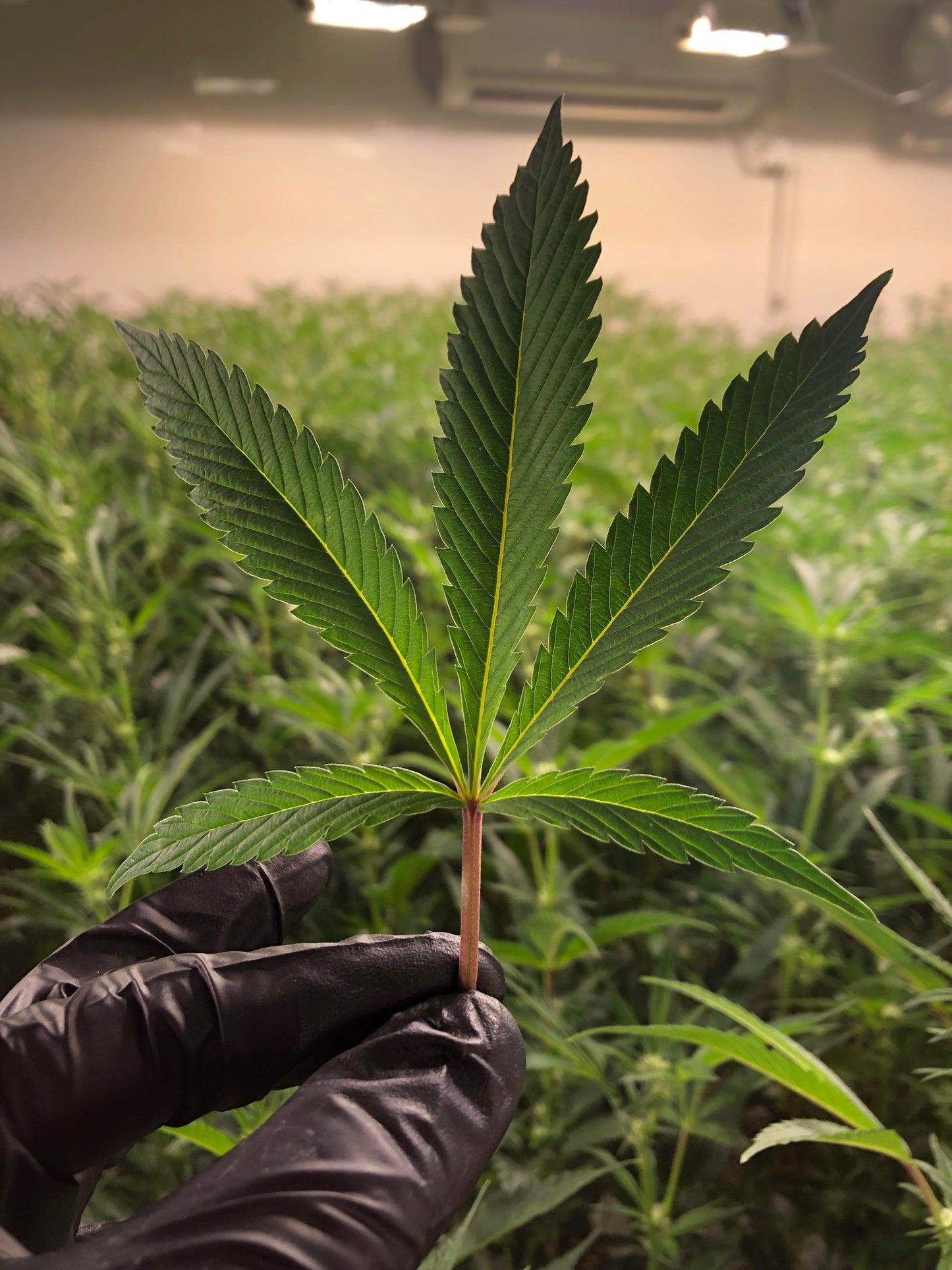 PURE FUEL® Pro Line - BLOOM Formula 25LB