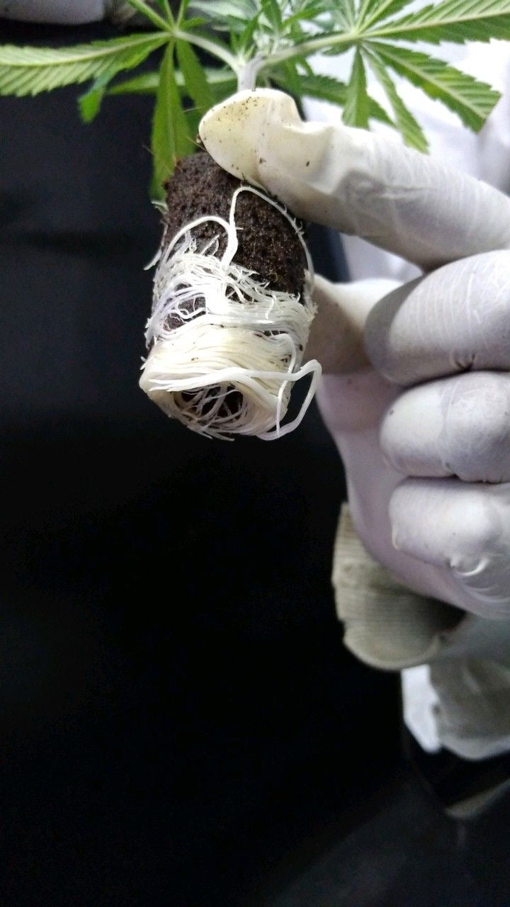 PURE IGNITE+® CLONE GEL