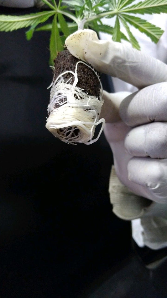 PURE IGNITE+® CLONE GEL