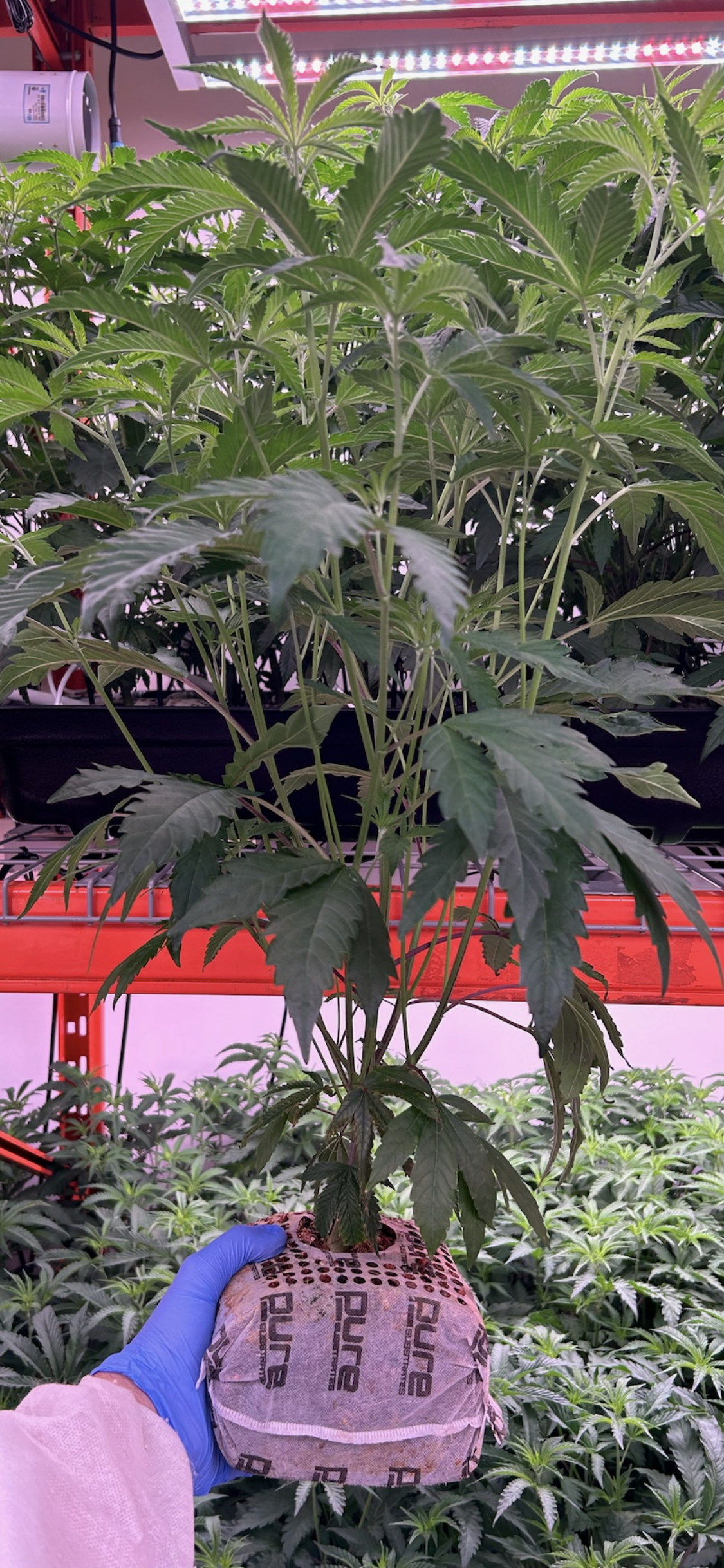 PURE SUBSTRATES Max Air® Coco 0.75 Gallon All-In-One Grow Block