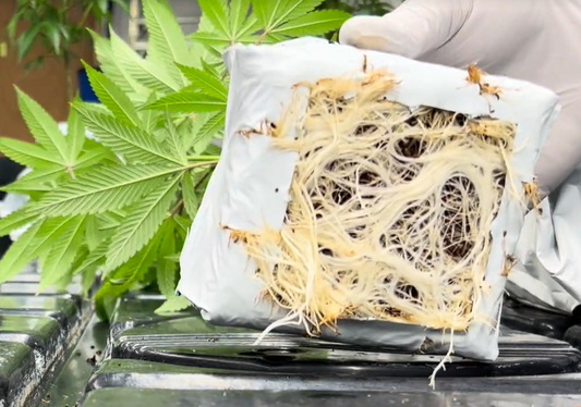 PURE SUBSTRATES® Plastic Coco Starter Block w/Removable Bottom