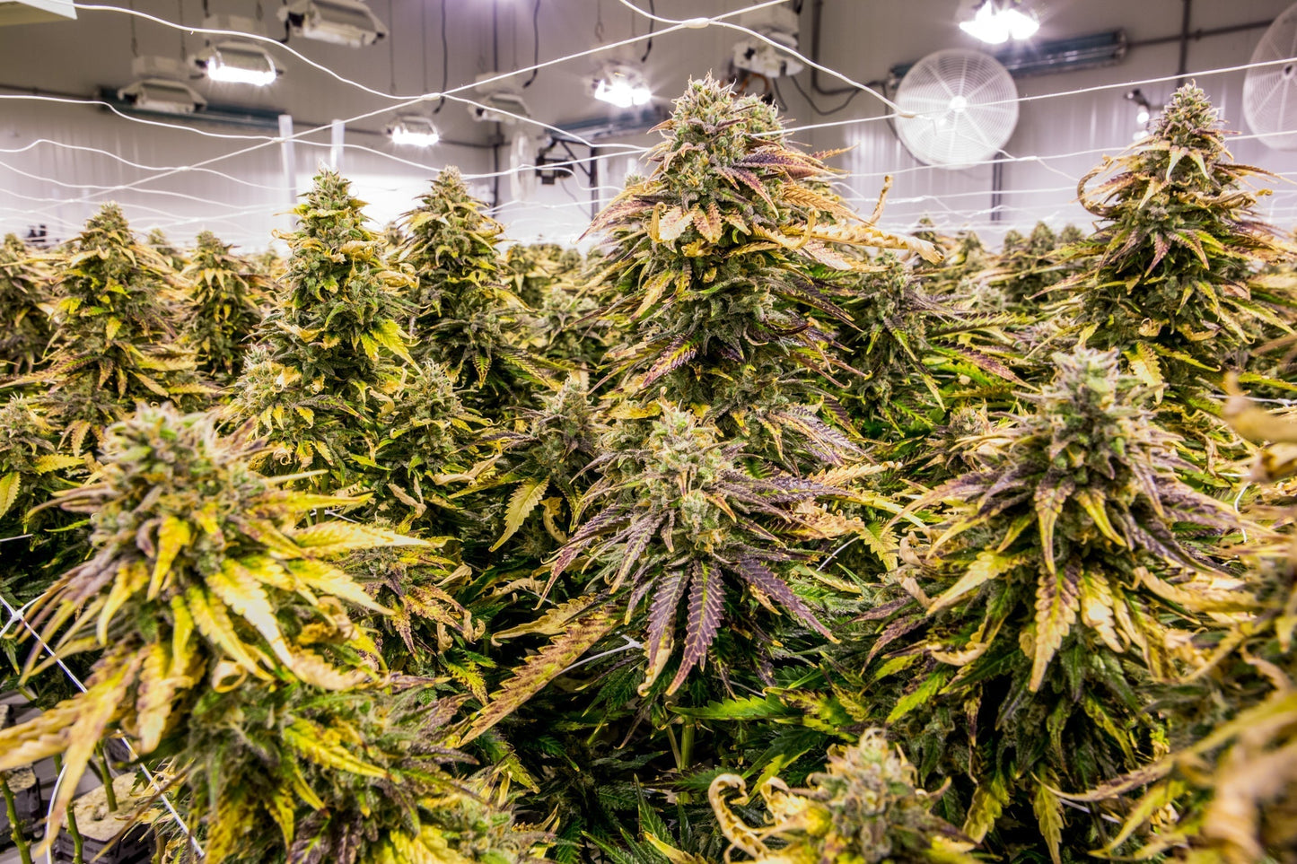 PURE FUEL® Pro Line - BLOOM Formula 25LB