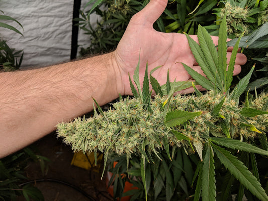 PURE FUEL® Pro Line - BLOOM Formula 25LB