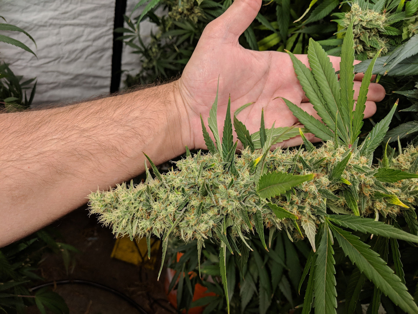 PURE FUEL® Pro Line - GROW Formula 25LB