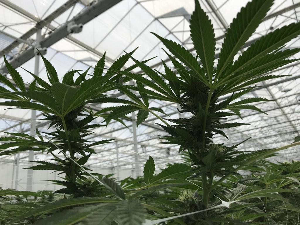 PURE FUEL® Pro Line - BLOOM Formula 25LB