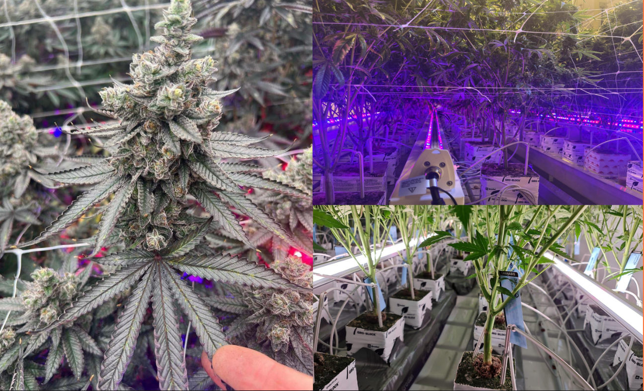 PURE Horti-Max Inter Canopy LED